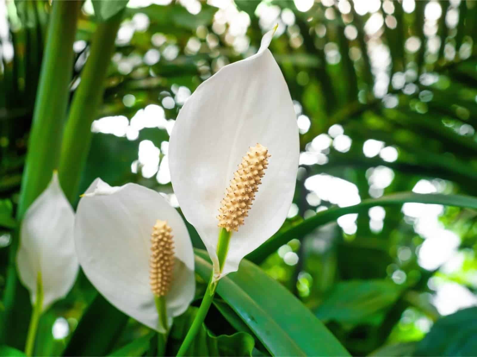 15 Best Low Light Plants for Your Home &amp; Garden